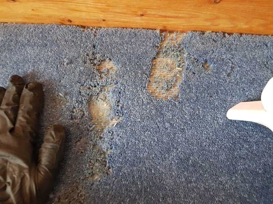 carpet moth treatment by bug Doctor Doncaster